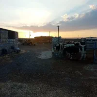 نیازمند نیرو برای گاوداری