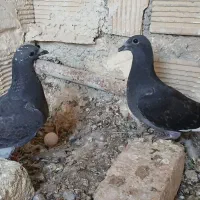 پلاکی