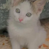 بچه گربه