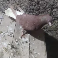 کبوتر دم سفید