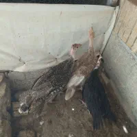 بوقلمون بوربون