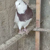 کفتر