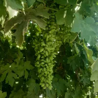غوره  درجه یک تازه همون موقع از درخت باز میشه