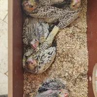 یک جفت عروس هلندی با جوجه