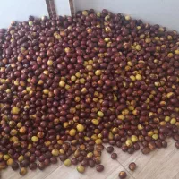 عناب تازه امسالی بیرجند