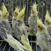 عروس‌هلندی