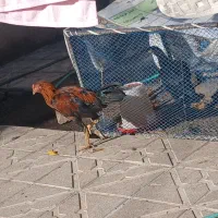 خروس لاری ۵ ماهه ترک افغان