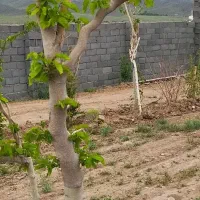 باغ-و-خانه-باغ