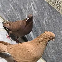 نرو ماده زرد و سرخ