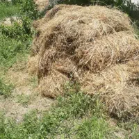 یونجه چین اول