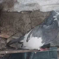کبوتر ابلغ معاوضه