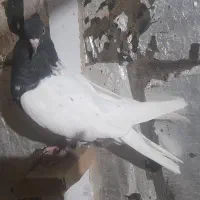 کبوتر