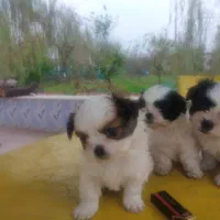 فروش تعدادی توله عروسکی