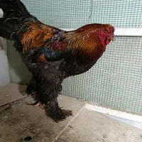 مرغ و خروس برهما
