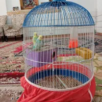 یک جفت مرغ عشق