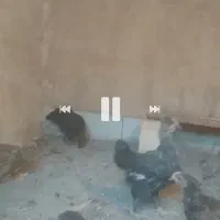 ۱۷عددجوجهگوشتی