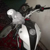 بنلی۲۵۰تک مدل۹۶وارداتی (فوری)