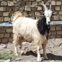 بزغاله نر وزن 35 کیلو
