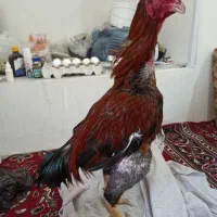 خروس لاری جوان