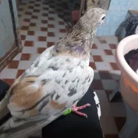 توضیحات رو بخون