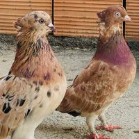 کفتر ماده سرور آتیشی