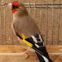 فروش سهره