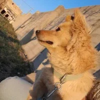 سگ پاکوتاه