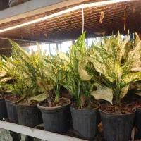 آگلونما برفی