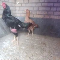 خروس لاری و مرغ لاری