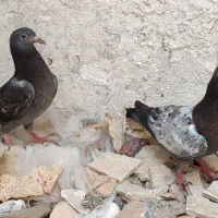 کبوتر