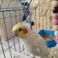 عروس هلندی لوتینو  سخنگوعروس هلندی نر طوطی پرنده