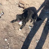 واگذاری سگ پاکوتاه با مزه