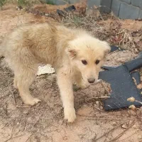 واگذاری توله قفقازی