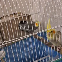 عروس هلندی باجوجه وتخم