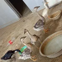 بَت