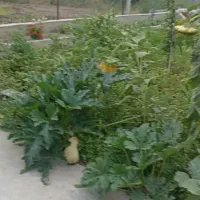 زمین باغ سند زراعی آب و برق دارد