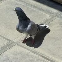 ماده دمگیر خرقه روس کیپ