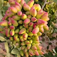 ترکه. پیوند احمد اقایی