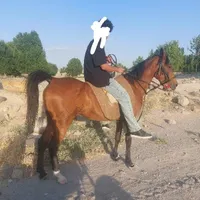 اسب|حیوانات مزرعه|مشگین شهر, |دیوار