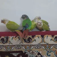 جوجه گیرینچیک نرم خور
