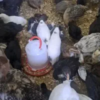 جوجه مرغ ۳ ماهه