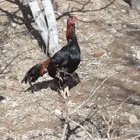 مرغ وخروس لاری اوشامو