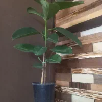 گل  و گلدان