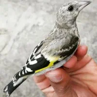 قناری سیره . جوجه سیره .سره قناری