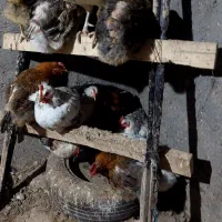 مرغ تخم گذار