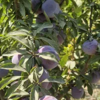 فروش انواع نهال های شناسنامه دار
