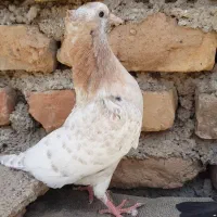 جفت جوجه کله سیاه و هفترنگ