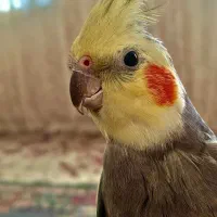 عروس هلندی نر و ماده بالغ دستی