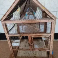 دوعدد عروس هلندی باهم