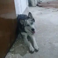هاسگی